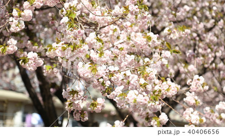 桜　 40406656