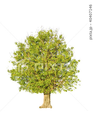 tree isolated on white background. 40407146