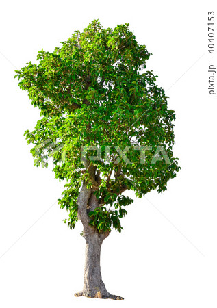tree isolated on white background. tree isolated on white background. 40407153