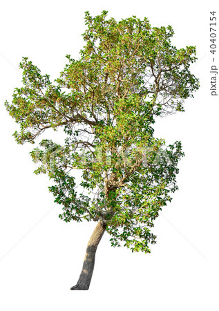 tree isolated on white background. 40407154