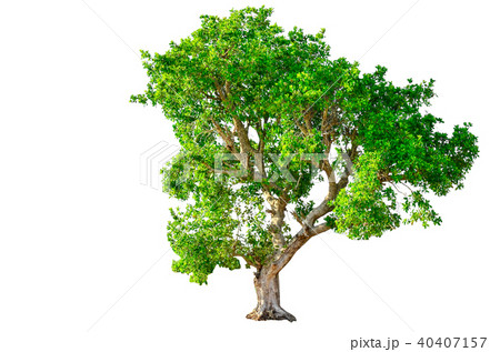 tree isolated on white background. tree isolated on white background. 40407157