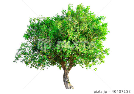 tree isolated on white background. tree isolated on white background. 40407158