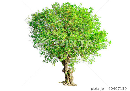 tree isolated on white background. tree isolated on white background. 40407159