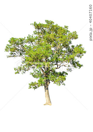 tree isolated on white background. tree isolated on white background. 40407160