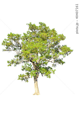 tree isolated on white background. 40407161