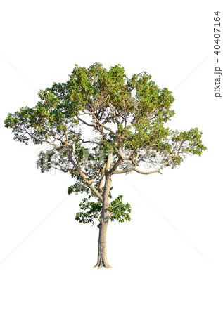 tree isolated on white background. tree isolated on white background. 40407164