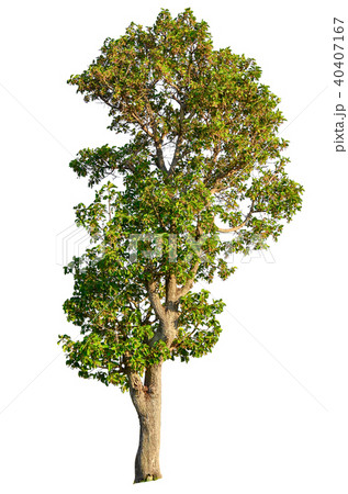 tree isolated on white background. tree isolated on white background. 40407167