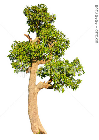tree isolated on white background. tree isolated on white background. 40407168