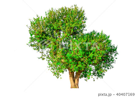 tree isolated on white background. tree isolated on white background. 40407169