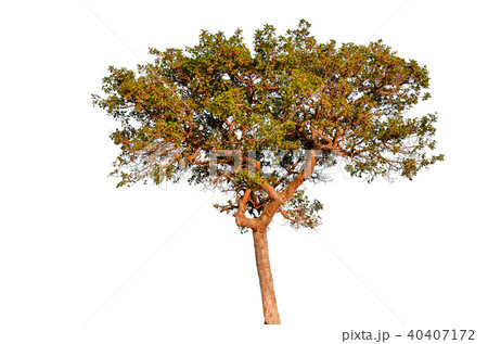 tree isolated on white background. tree isolated on white background. 40407172
