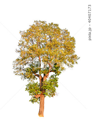 tree isolated on white background. tree isolated on white background. 40407173