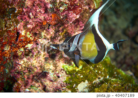 Moorish idol 40407189