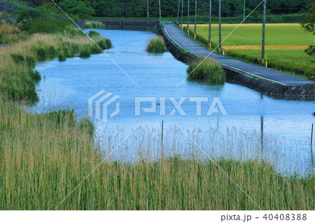 初夏の佐賀干拓風景 初夏の佐賀干拓風景 40408388