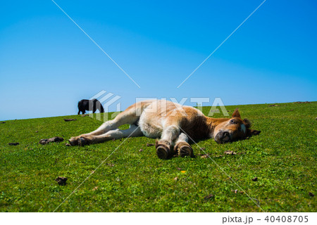 仔馬　魔天崖 40408705