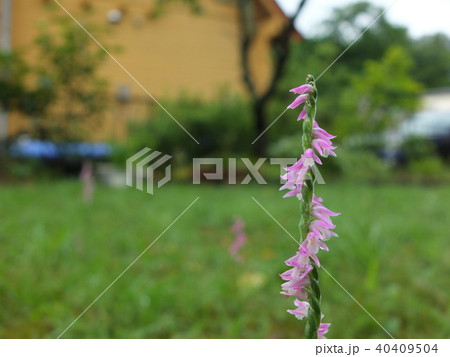 ねじれ花 ねじれ花 40409504