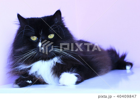 Cat laying on pink background. Domestic pet Cat laying on pink background. Domestic pet 40409847