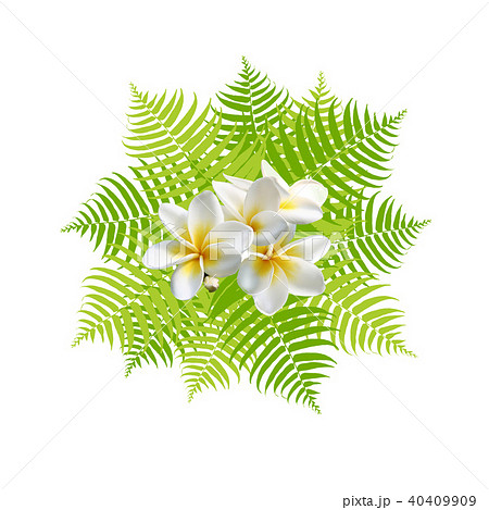 モンステラ プルメリア 椰子の葉 レジャー 南国 フレーム 癒し ハワイのイラスト素材