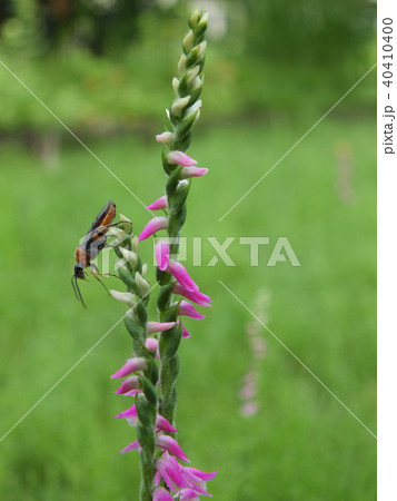 ねじれ花 40410400