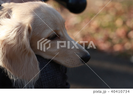 秋の公園で散歩の休憩中のミニチュアダックスの子犬 クリームダックス 秋の公園で散歩の休憩中のミニチュアダックスの子犬 クリームダックス 40410734