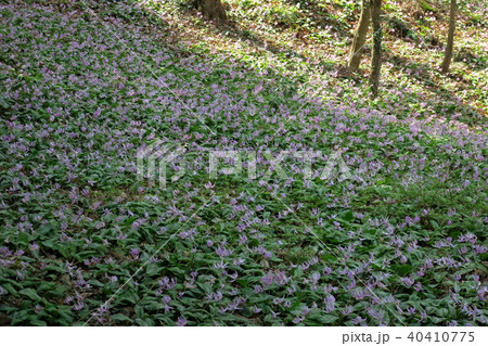 鳩吹山カタクリ群生地 鳩吹山カタクリ群生地 40410775