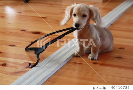 ハンガーでイタズラ中のミニチュアダックスの仔犬　クリームダックス 40410782