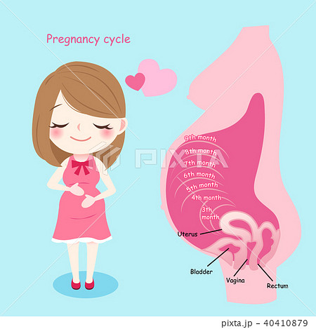 Woman With Pregmnancy Cycleのイラスト素材