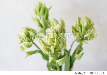 Unusual tulips of pastel green color, artichoke. Big buds. Floral natural backdrop. Wallpaper 40411381