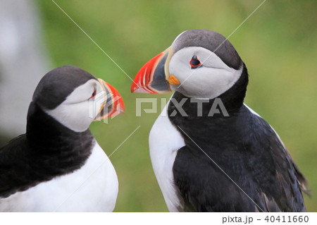 Atlantic Puffin, fratercula arctica, Runde Island, Norway Atlantic Puffin, fratercula arctica, Runde Island, Norway 40411660