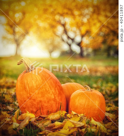 Autumn pumpkins in fallen leaves, Thanksgiving concept 40411897