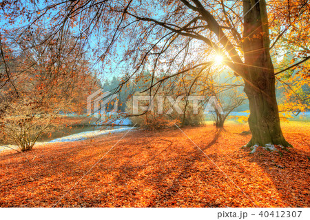 Beautiful colored trees in autumn, landscape photography Beautiful colored trees in autumn, landscape photography 40412307