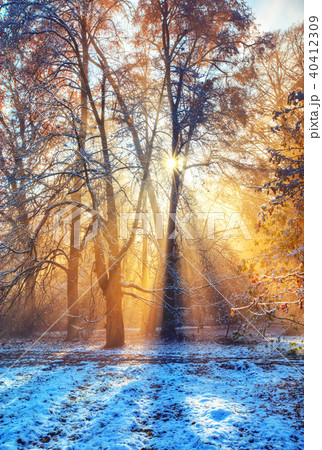 Morning sunrays in winter forest 40412309