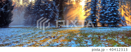Morning sunrays in winter forest Morning sunrays in winter forest 40412313