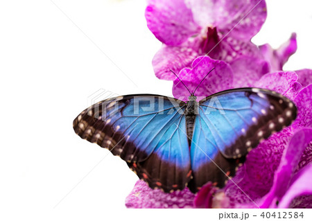 Peleides Blue Morpho on orchid blossom Peleides Blue Morpho on orchid blossom 40412584