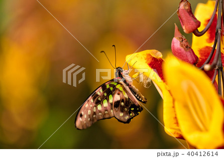 Closeup butterfly Common Bluebottle on blossom 40412614