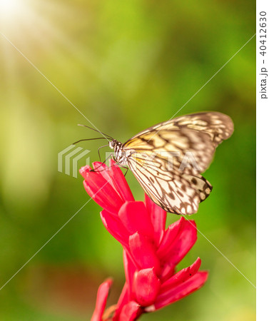 Closeup butterfly Large Tree Nymph on blossom 40412630