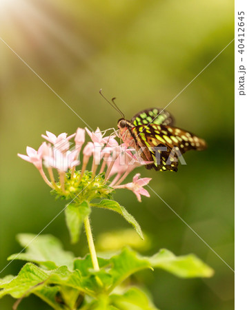Closeup butterfly Common Bluebottle on blossom Closeup butterfly Common Bluebottle on blossom 40412645