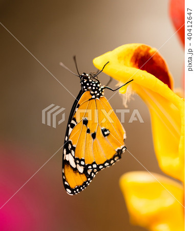 Closeup butterfly on flower blossom Closeup butterfly on flower blossom 40412647