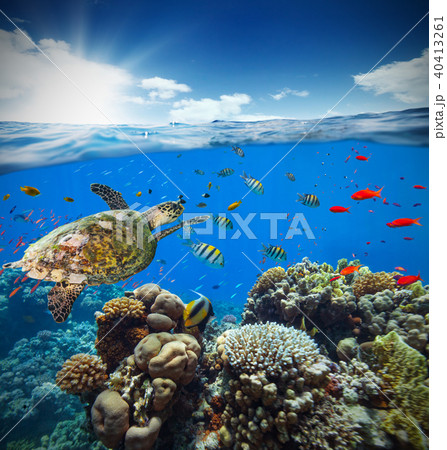 Underwater coral reef with horizon and water surface Underwater coral reef with horizon and water surface 40413261