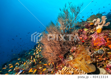 Coral reef with detail of soft corals 40413314