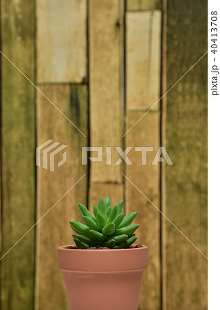 多肉植物　タマツヅリ 40413708