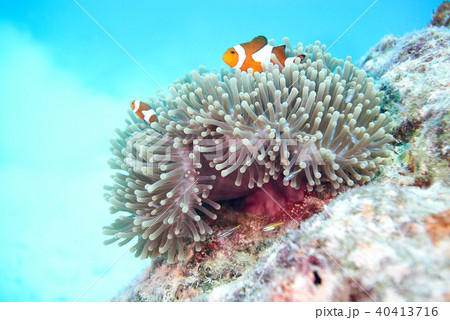 false clown anemonefish 40413716