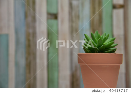 多肉植物　タマツヅリ 40413717