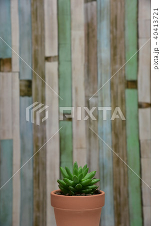 多肉植物　タマツヅリ 40413721