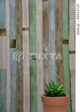 多肉植物　タマツヅリ 40413725