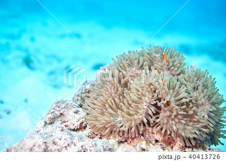 false clown anemonefish 40413726