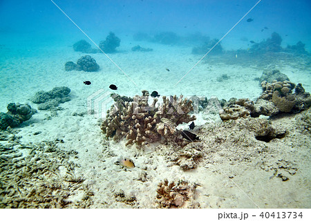 Coral reef 40413734