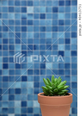 多肉植物　タマツヅリ 40413751