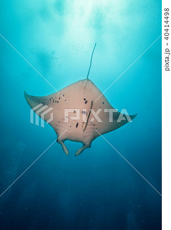 Beautiful big manta ray in deep blue ocean 40414498