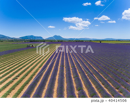 Lavender field in France during harvest time 40414506
