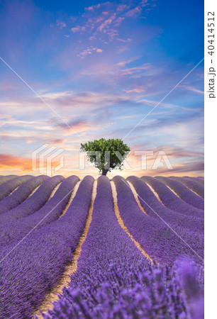 Beautiful landscape of blooming lavender field 40414512